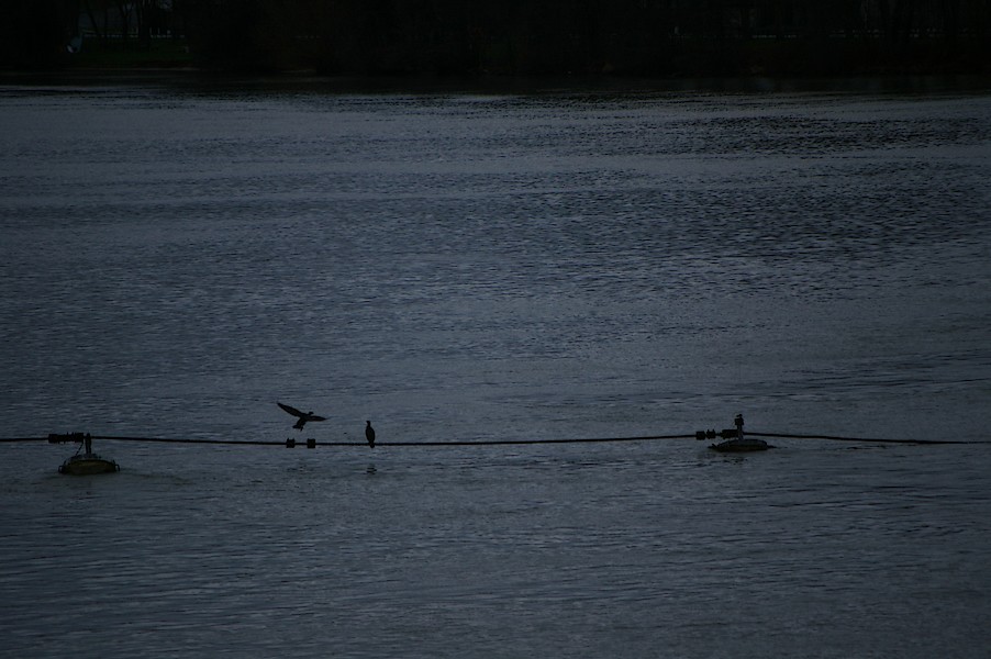 Les Oiseaux: Ecluse d evry 442